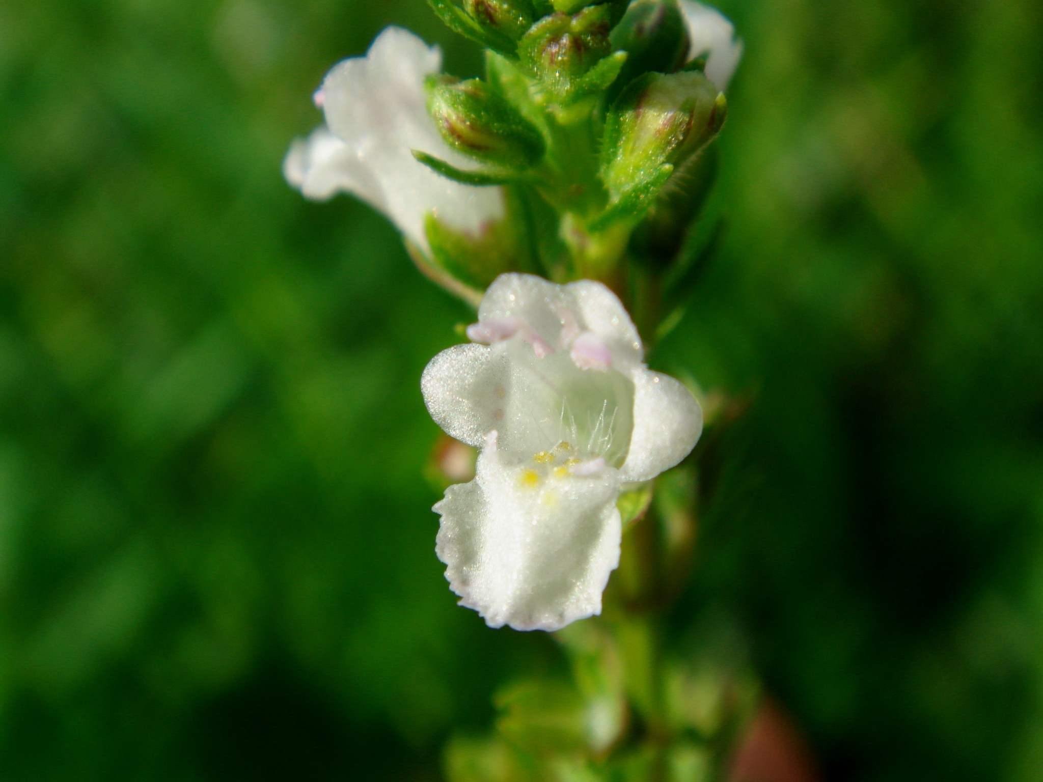 Mosla dianthera (Buchanan-Hamilton ex Roxburgh) Maximovicz